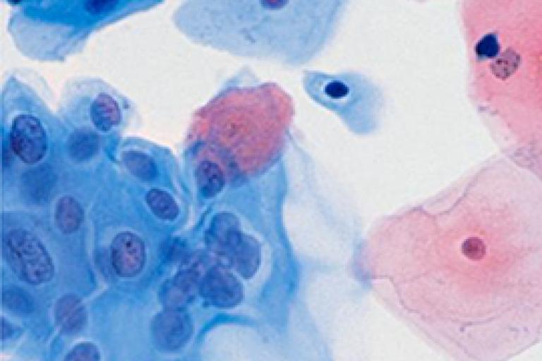 Bildundersökning av celler