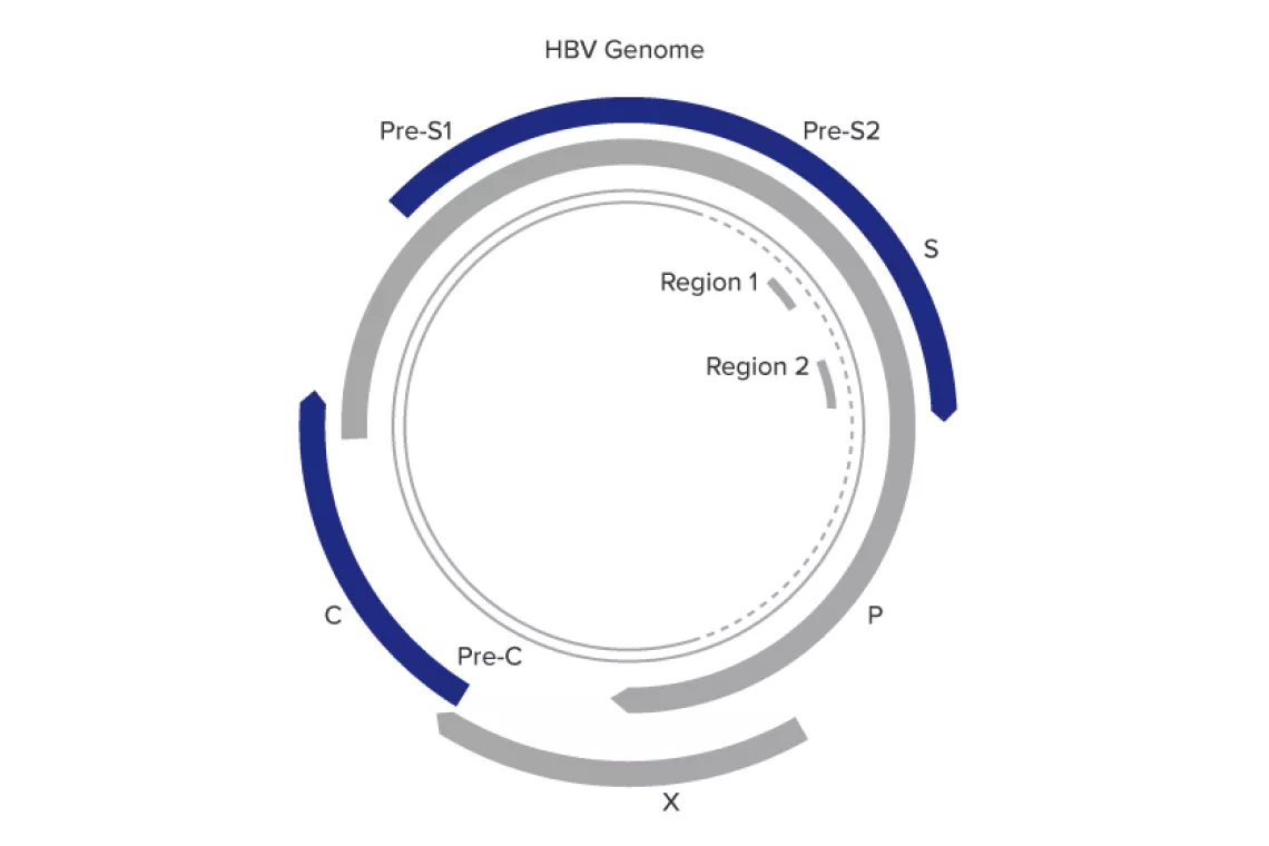 Illustration av Aptima™ HBV Quant Assay utformad för tillförlitlighet över ett brett dynamikområde